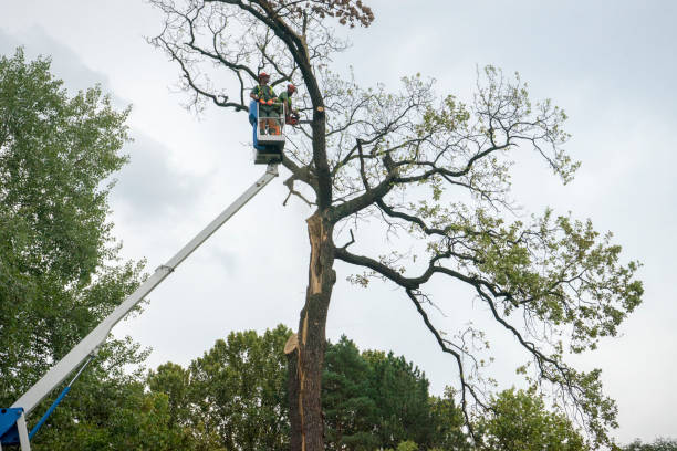 Leaf Removal in Grand Ronde, OR