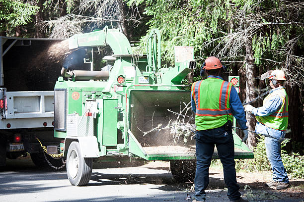 Professional Tree Services in Grand Ronde, OR