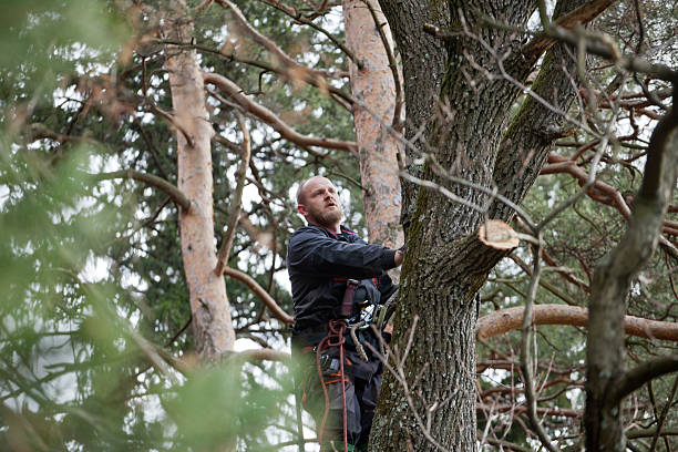 How Our Tree Care Process Works  in  Grand Ronde, OR